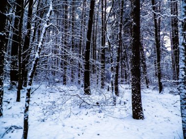 Kış orman manzarası. Doğa konsepti, soyut filtre tonu.