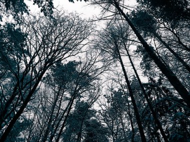 Kış mevsimi dalları doğanın arka planıdır. Soyut bw filtre tonu.