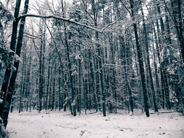 Kış orman manzarası. Doğa konsepti, soyut bw filtre tonu.