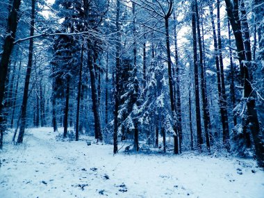 Kış orman manzarası. Doğa konsepti, soyut filtre tonu.