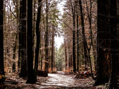 Springtime, forest awakens again after the winter break. The spring sun breaks through the trees on the path in forest. Nature concept. clipart