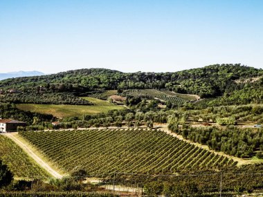 Güneşli bir günde Toskana üzüm bağlarının manzarası. Doğa ve tarım kavramı. İtalya 'da tatiller. Boşluğu kopyala.