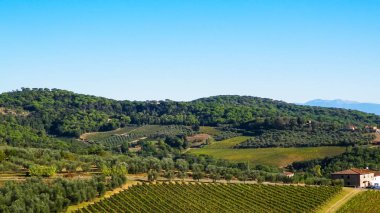 Güneşli bir günde Toskana üzüm bağlarının manzarası. Doğa ve tarım kavramı. İtalya 'da tatiller. Boşluğu kopyala.
