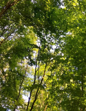 Doğal bir arka plan olarak yeşil dallar. Kopyala uzayı, vahşi orman.