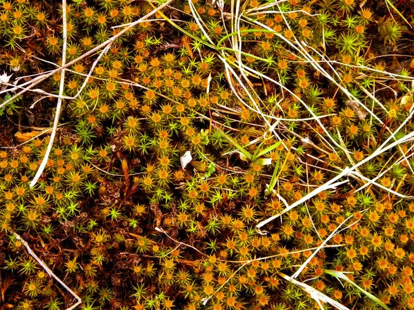 Close-up of forest moss and lichen. The beauty of nature as a background.