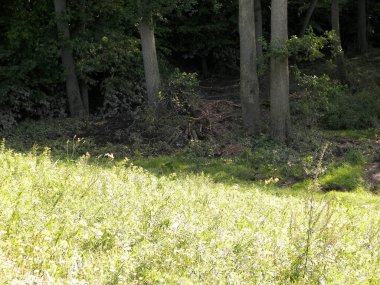 Doğal bir arka plan olarak vahşi çayır. Boşluğu kopyala