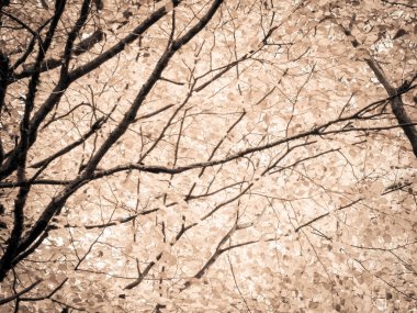 Sonbahar ağaçlarının dalları doğal arka plan olarak. Altın sonbahar, kopyalama alanı. BW soyut filtre tonu.