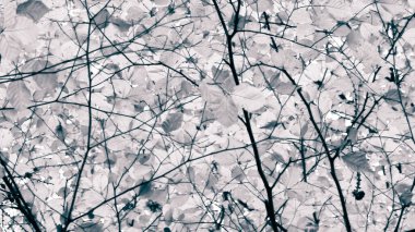 Sonbahar ağaçlarının dalları doğal arka plan olarak. Altın sonbahar, kopyalama alanı. BW soyut filtre tonu.