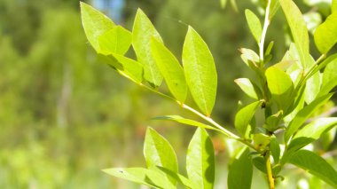 Çalılığı kapat ve yeşil yapraklar çıkar. Polonya 'nın Tuchola Ormanı bölgesinden Flora. Doğa geçmişi, yaz mevsimi. Boşluğu kopyala.