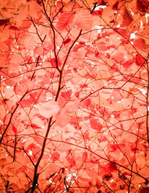 Sonbahar ağaçlarının dalları doğal arka plan olarak. Altın sonbahar, kopyalama alanı. Kırmızı soyut filtre tonu.