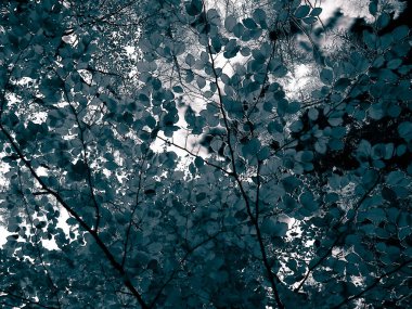 Sonbahar ağaçlarının dalları doğal arka plan olarak. Altın sonbahar, kopyalama alanı. BW soyut filtre tonu.