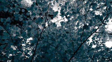 Sonbahar ağaçlarının dalları doğal arka plan olarak. Altın sonbahar, kopyalama alanı. BW soyut filtre tonu.