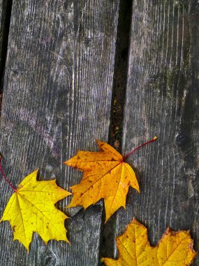 Sarı sonbahar yaprakları doğanın arka planı olarak ahşap bir tahtanın üzerinde. Boşluğu kopyala.