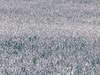 Yeşil çimleri doğal arka plan olarak kapatın. Uzayı kopyala BW filtre tonu