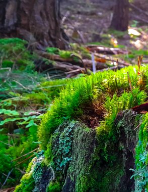 Orman bitkisi. Ormandaki yosunları kapatın. Tamamen vahşi doğa..
