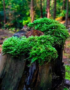 Orman bitkisi. Ormandaki yosunları kapatın. Tamamen vahşi doğa..