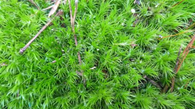 Yeşil orman yosunlarını doğa arka planı olarak kapatın..