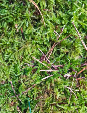 Yeşil orman yosunlarını doğa arka planı olarak kapatın..