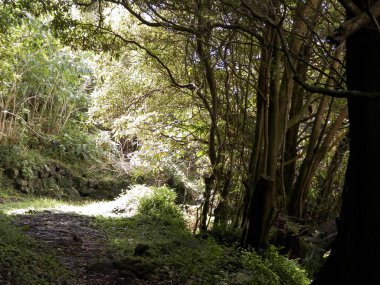 Sao Miguel iç kesimlerindeki tropikal ormanın vahşi doğası. Sao Miguel, Azores takımadalarının en büyük adasıdır. Vahşi doğanın güzelliği ve seyahat konsepti.