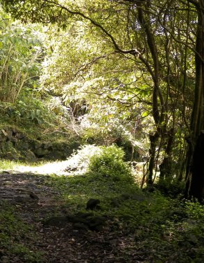 Sao Miguel iç kesimlerindeki tropikal ormanın vahşi doğası. Sao Miguel, Azores takımadalarının en büyük adasıdır. Vahşi doğanın güzelliği ve seyahat konsepti.