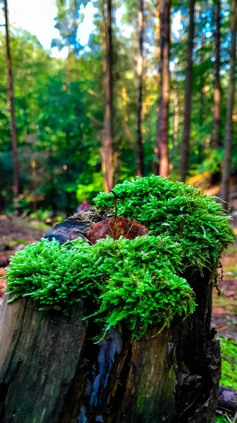 Orman bitkisi. Ormandaki yosunları kapatın. Tamamen vahşi doğa..