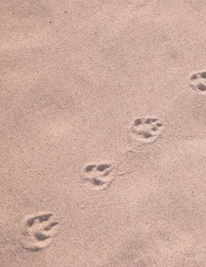 Kumda tilki pençesi izleri var. Doğa geçmişi. Boşluğu kopyala.