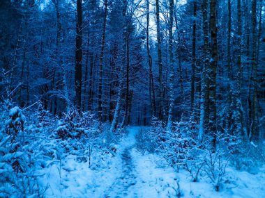 Kış orman manzarası. Doğal arka plan. Sanatsal soyut filtre tonu.