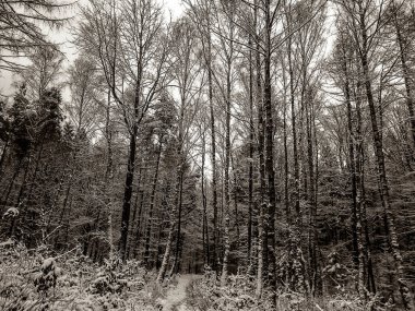 Kış orman manzarası. Doğal arka plan. Sanatsal soyut bw filtre tonu.