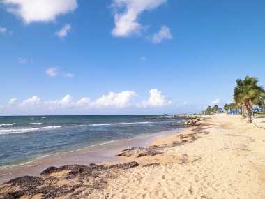 Kıbrıs adası Paphos City yakınlarındaki tropik palmiye, sahil ve Akdeniz manzarası. Seyahat kavramı.