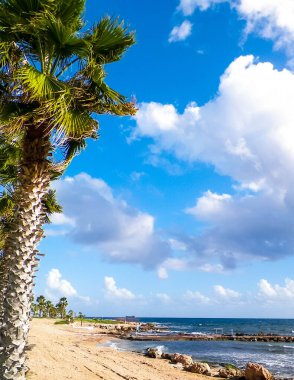 Kıbrıs adası Paphos City yakınlarındaki tropik palmiye, sahil ve Akdeniz manzarası. Seyahat kavramı.