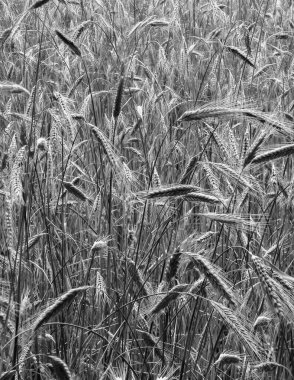 Çavdar bitkilerini doğa arka planı olarak kapatın. Tarım kavramı.