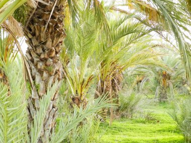 Date palm forest in Cyprus, asia. Tropical nature.