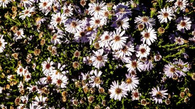 Gerbera çiçekleri doğa arka planı olarak. Daisy Gerbera çiçekleri, yaz doğası.
