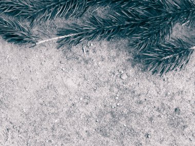 Kumsaldaki ladin dalı. Doğa geçmişi. Boşluğu kopyala