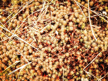 Close-up of forest moss and lichen. The beauty of nature as a background.