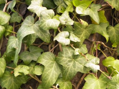 Green maple leaves as a natural background. Copy space.