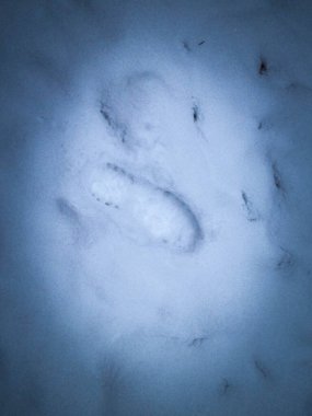 Footprint on fresh snow. Nature background. Witer travel concept. clipart