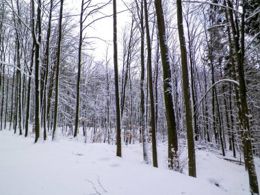 Wiezyca bölgesinde karlı bir orman. Kashubia Kuzey Polonya. Kış doğasının güzelliği.