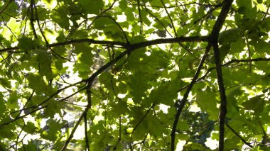Orman ağaçları doğanın arka planıdır. Yeşil yapraklı dallar, yazın Polonya doğası, kopyalama alanı.