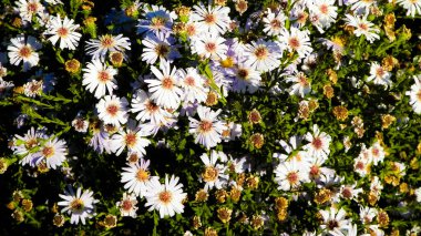 Gerbera çiçekleri doğa arka planı olarak. Daisy Gerbera çiçekleri, yaz doğası.
