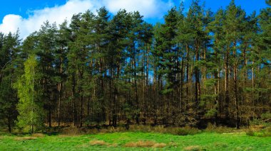 Close up of green trees against blue sky. Natural background. clipart