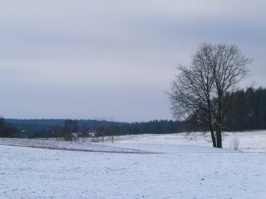 Kashubian çayırlarında kış, Polonya doğası. Kış mevsimi konsepti, bulutlu gökyüzünde kopya alanı.