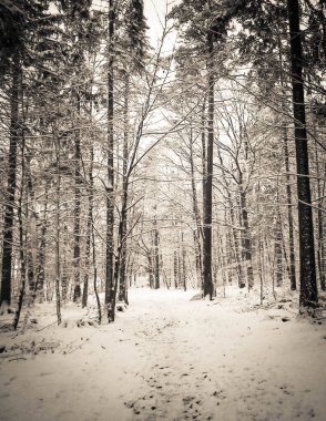 Kış orman manzarası. Doğal arka plan. Sanatsal soyut bw filtre tonu.