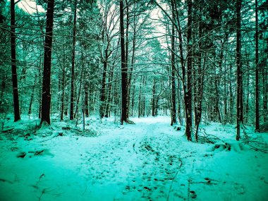 Kış orman manzarası. Doğal arka plan. Sanatsal soyut filtre tonu.