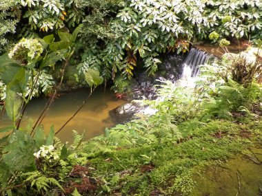 Little river at Botanical Garden of Ribeira do Guilherme. So Miguel Island Azores arhipelago. Beauty of nature concept. clipart