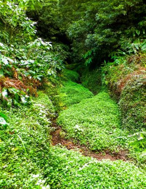 Sao Miguel iç kesimlerindeki tropikal ormanın vahşi doğası. Sao Miguel, Azores takımadalarının en büyük adasıdır. Vahşi doğanın güzelliği ve seyahat konsepti.