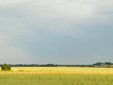 Kashubia 'da bir tarla. Tarım konsepti. Kuzey Polonya.
