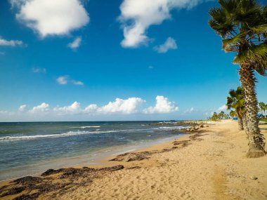 Kıbrıs adası Paphos City yakınlarındaki tropik palmiye, sahil ve Akdeniz manzarası. Seyahat kavramı.