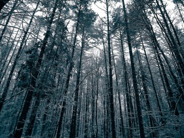 Kış orman manzarası. Doğa konsepti, soyut bw filtre tonu.