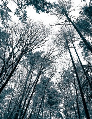 Kış mevsimi dalları doğanın arka planıdır. Soyut bw filtre tonu.